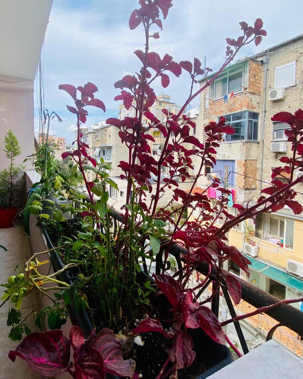 Apartment Tiran Dış mekan fotoğraf